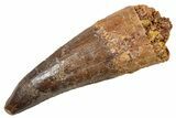 Fossil Spinosaurus Tooth - Real Dinosaur Tooth #345918-1